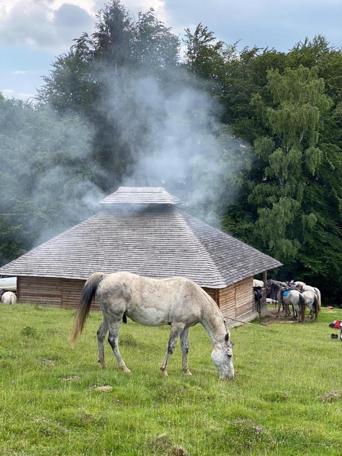 Pensiune Maria Rucăr Exterior foto