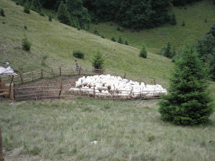 Pensiune Maria Rucăr Exterior foto